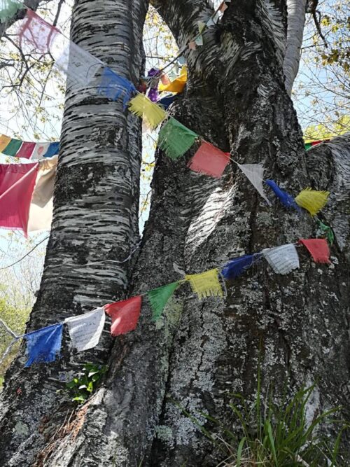 albero con gli occchi terzani valle dell'orsigna